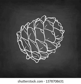 Chalk sketch of pine nut on blackboard background. Hand drawn vector illustration. Retro style. 