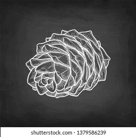 Chalk sketch of pine nut on blackboard background. Hand drawn vector illustration. Retro style. 