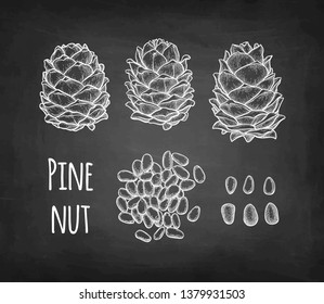 Chalk sketch of pine nut on blackboard background. Hand drawn vector illustration. Retro style. 