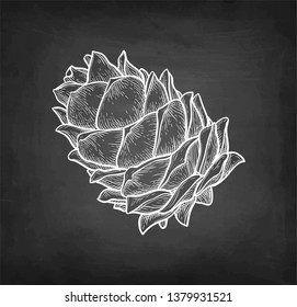 Chalk sketch of pine nut on blackboard background. Hand drawn vector illustration. Retro style. 