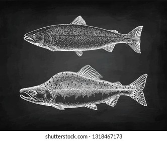 Chalk sketch of pink (humpback) salmon on blackboard background. Hand drawn vector illustration of fish. Retro style.