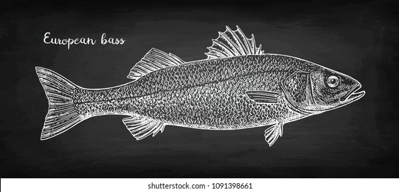 Chalk Sketch Of Sea Bass On Blackboard Background. Hand Drawn Vector Illustration. Retro Style.