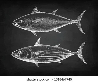 Chalk sketch of Skipjack and Atlantic bluefin tuna on blackboard background. Hand drawn vector illustration of fish. Retro style.