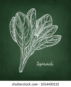 Chalk sketch of spinach on blackboard background. Hand drawn vector illustration. Retro style.