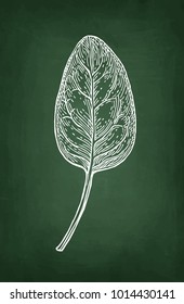 Chalk sketch of spinach on blackboard background. Hand drawn vector illustration. Retro style.