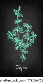 Chalk sketch of thyme on blackboard background. Hand drawn vector illustration. Retro style.