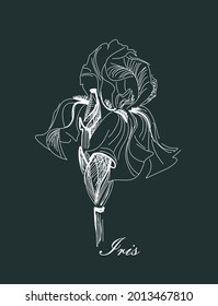 Chalk sketching of an iris flower. Fast white drawing of a herb on a dark green background.