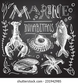 Chalkboard collection of hand drawn sea animals 