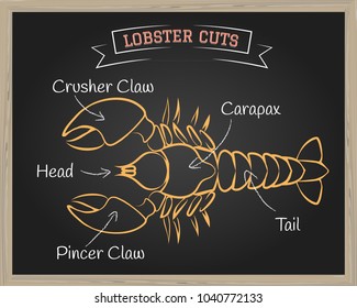 Chalkboard with a diagram of butchering Lobster. Vector illustration.