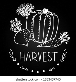 Chalkboard style hand drawn pumpkins. Autumn harvest illustration. Design template for autumn. Fall pumpkins harvest chalk illustrations. Happy Thanksgiving day, Happy Halloween, Celebrate Harvest