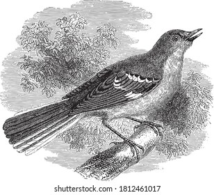 Chalk-browed mockingbird, From the Dictionary of Word and Things, 1888.