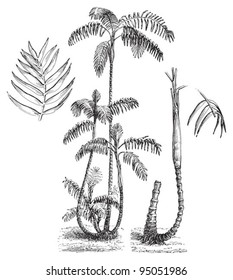 Chamaedorea (Chamaedorea elatior) / vintage illustration from Meyers Konversations-Lexikon 1897