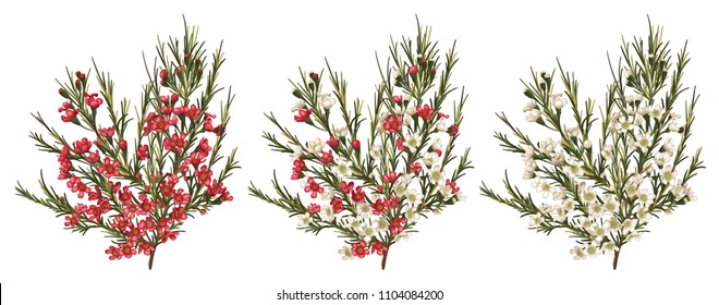 Chamaelaucium (waxflower) red and white flowers. Vector floral pattern set isolated on white background. Beautiful watercolor element for banners, invitation, greeting cards, flyers
