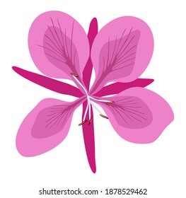 Chamaenerion, fireweed. Lilac-pink wild grass flower willow herb isolated on white background. Vector illustration, suitable for any design project.