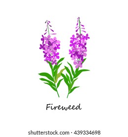 Chamaenerion. Fireweed. Wildflower. Botany Set herbs. Illustration of Flower isolated on a white background. Vector eps10