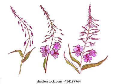 Chamaenerion. Fireweed. Wildflower. Set herbs. Vector illustration