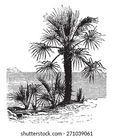 Chamaerops dwarf, vintage engraved illustration. La Vie dans la nature, 1890.
