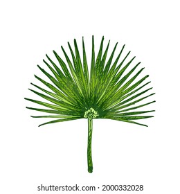 Chamaerops green fresh leaf. Vintage vector hatching color hand drawn illustration isolated on white background