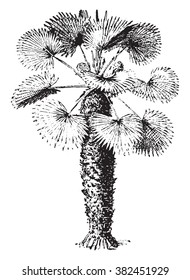 Chamaerops, ilustración vintage grabada. Diccionario de palabras y cosas - Larive y Fleury - 1895. 