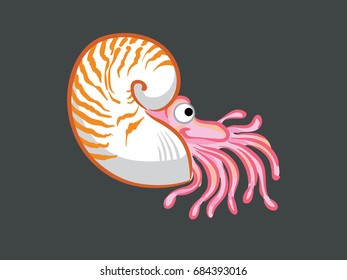 Chambered Nautilus svg