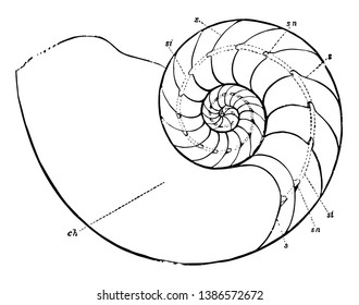 Chambered Nautilus is the best known species of nautilus, vintage line drawing or engraving illustration. svg