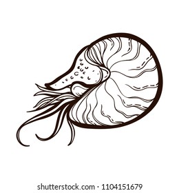 Chambered Nautilus (Nautilus Pompilius) isolated on white background. Pearly shell ocean mollusk. Cephalopods with a prominent head and tentacle. Coloring book for adults svg