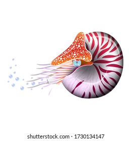 Chambered Nautilus Pompilius. Mollusc cephalopod, animal, marine. Realistic vector illustration. svg