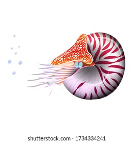 Chambered Nautilus Pompilius. Mollusc cephalopod, animal, marine. Realistic vector illustration. svg