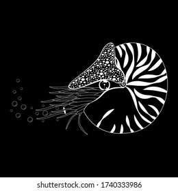 Chambered Nautilus Pompilius. Mollusc cephalopod, animal, marine. Black and white vector illustration. svg