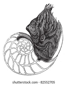 Chambered Nautilus or Nautilus pompilius, showing chambers, vintage engraved illustration. Trousset encyclopedia (1886 - 1891). svg