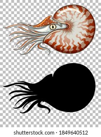 Chambered nautilus with its silhouette on transparent background illustration svg