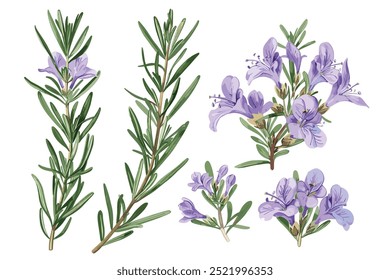 Chamelaucium flower on white background