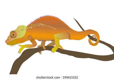 chameleon
