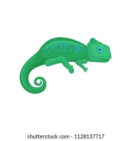 Chameleon amphibian animal vector Illustration on a white background