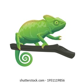 Chameleon cartoon lizard with green skin sitting on tree branch. Vector exotic pet reptile character with curvy tail and telescopic eyes. Wild animal, tropical chameleon isolated on white background