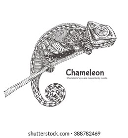 Chameleon with doodle pattern. Coloring page - zendala, design for relaxation for adults, vector illustration, isolated on a white background. Zen doodles.