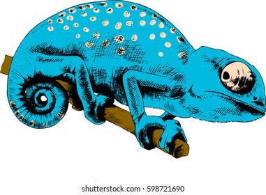 chameleon drawn in ink by hand in full growth on a white background