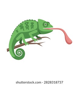 Chameleon extending tongue while perched on thin branch.