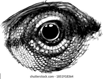chameleon eye close-up in profile, sketch vector graphics monochrome drawing on white background