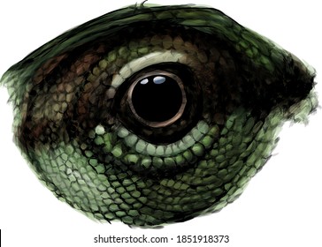 chameleon eye close-up in profile, sketch vector graphics color drawing on white background