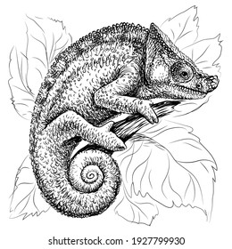 Chameleon.  A graphic, black-and-white portrait of a lizard on a white background in a sketch style. Digital vector graphics. 