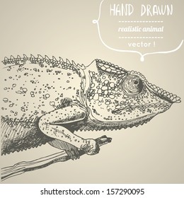 Chameleon. Hand drawn vector illustration. Can be used separately from your design.