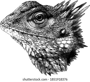 Chameleon head close up side profile sketch vector graphics monochrome drawing on white background