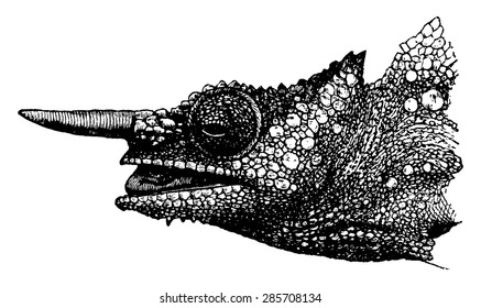 Chameleon head helmet, vintage engraved illustration. From La Vie dans la nature, 1890.