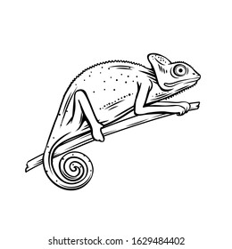 Chameleon icon. Outline badge of chameleon animal for zoo design. Vector illustartion.