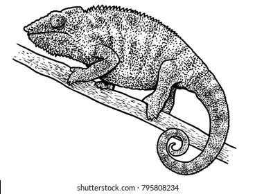 Chameleon illustration, drawing, engraving, ink, line art, vector