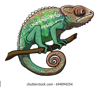 Chameleon, isolated on white, vector illustration