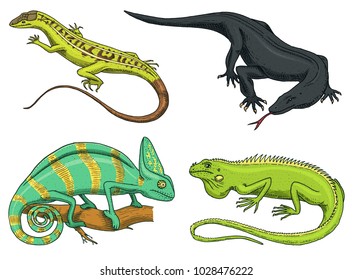 Chameleon Lizard, American green iguana, reptiles or snakes or Komodo dragon monitor. herbivorous species. vector illustration for book or pet store, zoo. engraved hand drawn in old sketch.