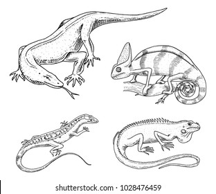 Chameleon Lizard, American green iguana, reptiles or snakes or Komodo dragon monitor. herbivorous species. vector illustration for book or pet store, zoo. engraved hand drawn in old sketch.
