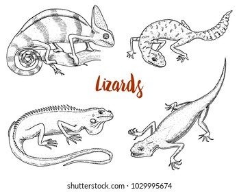 Chameleon Lizard, American green iguana, reptiles or snakes or spotted fat-tailed gecko. herbivorous species. vector illustration for book or pet store, zoo. engraved hand drawn in old sketch.